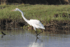 African Great Egret (Ardea alba melanorhynchos)