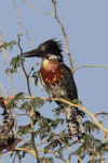 Common Giant Kingfisher (Megaceryle maxima maxima)