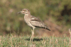 Water Thick-knee (Burhinus vermiculatus)