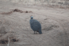 Bushveld Helmeted Guineafowl (Numida meleagris mitratus)