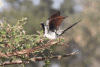 Cape Namaqua Dove (Oena capensis capensis)