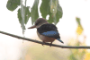 Brown-hooded Kingfisher (Halcyon albiventris)